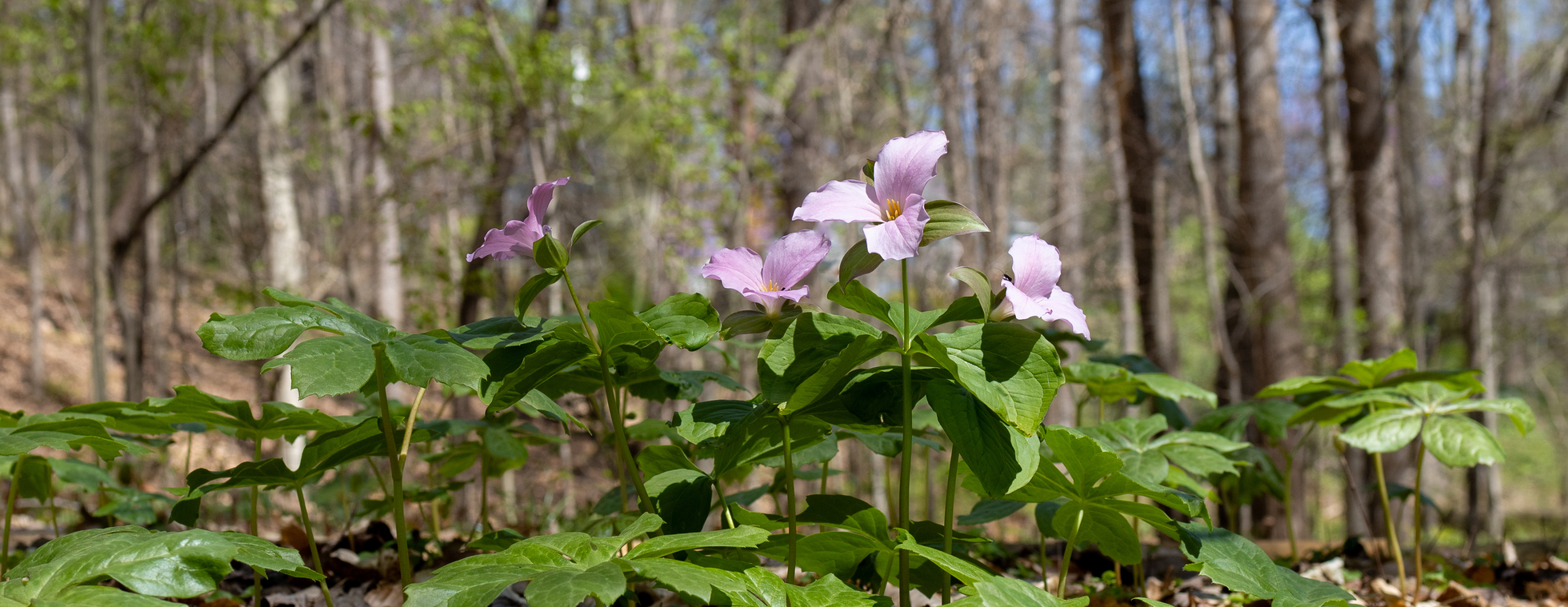 Open Garden Days 2026 at Emily Allen Wildflower Preserve